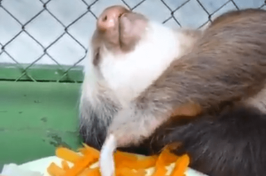 VIRAL VIDEO: Lazy sloth enjoys its dinner, lives up to its name