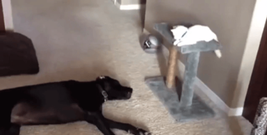 VIRAL VIDEO: Dogs annoying cats with friendship