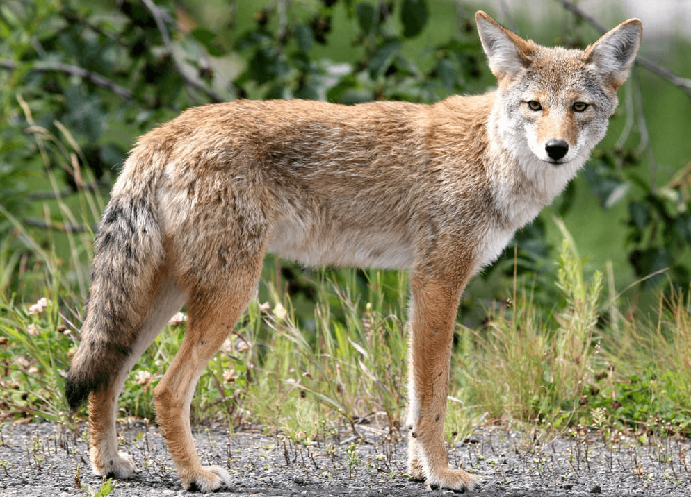 Coyote spotted on Upper West Side