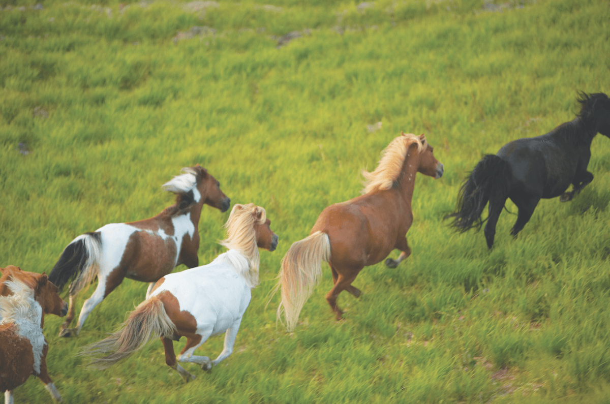 The wild ponies of Chincoteague
