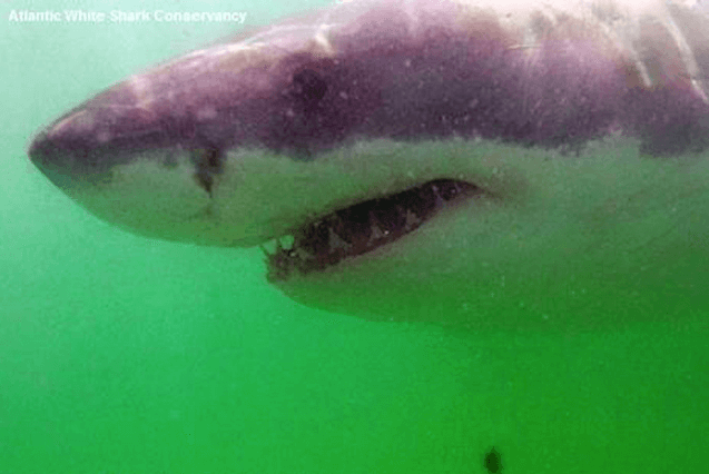 Great White shark spotted in Cape Cod dubbed ‘Freckles’