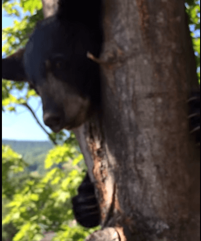 Officer rescues bear cub from tree