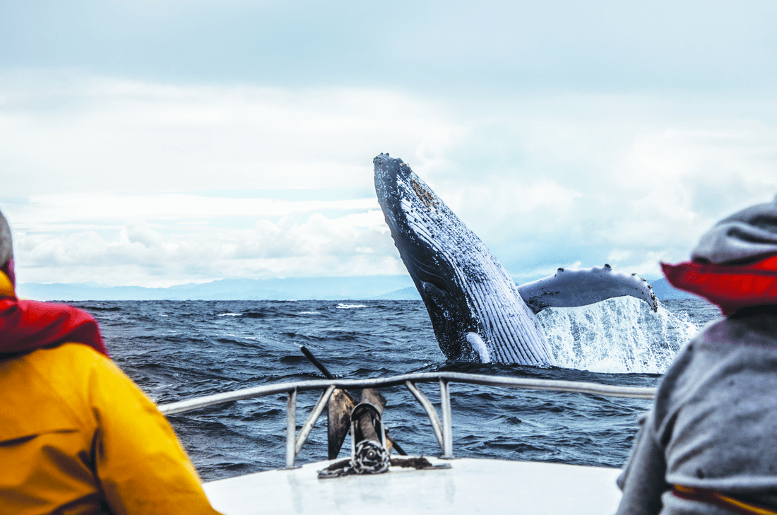 Whale watching adventures on Canada’s East Coast