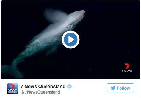 VIDEO: White whale spotted off coast of Australia