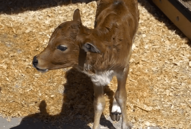 Mini zebu calf debuts at Prospect Park Zoo