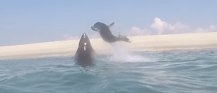 Video: Seal goes airborne, gives Great White Shark the slip