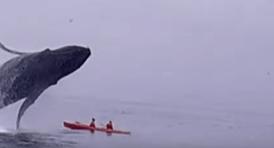 VIDEO: Breaching whale lands on kayakers