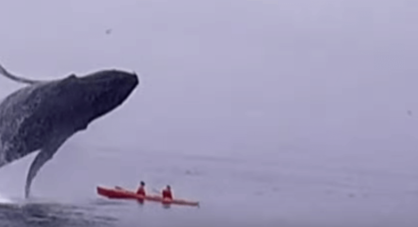 VIDEO: Breaching whale lands on kayakers