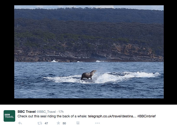 PHOTO: Seal rides on a humpback whale