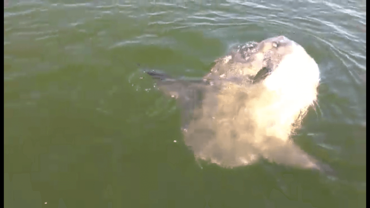 Video of Boston man catching a sea ‘monstah’ is the most Boston thing ever