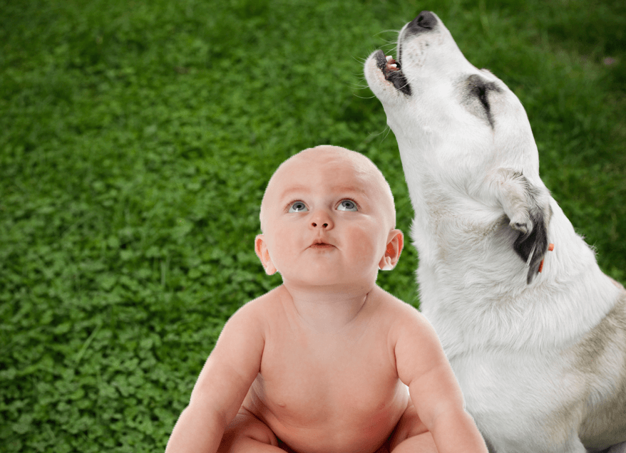 VIDEO: Baby tries to howl with dogs, just wants to run with the wolves