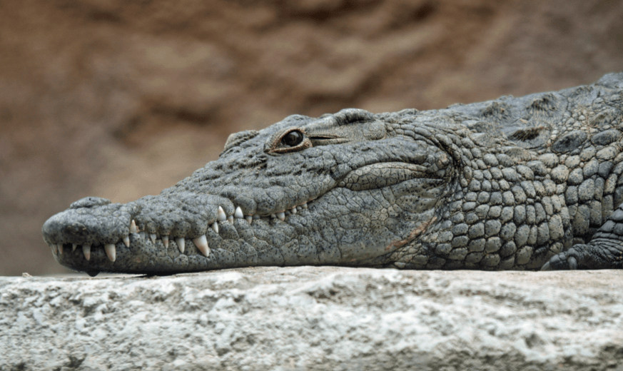 Prison plans on using crocodiles as guards
