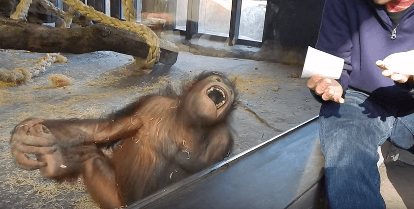 VIRAL VIDEO: Orangutan can’t stop laughing at magic trick