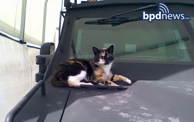 SWAT cat returns to Boston Police Department