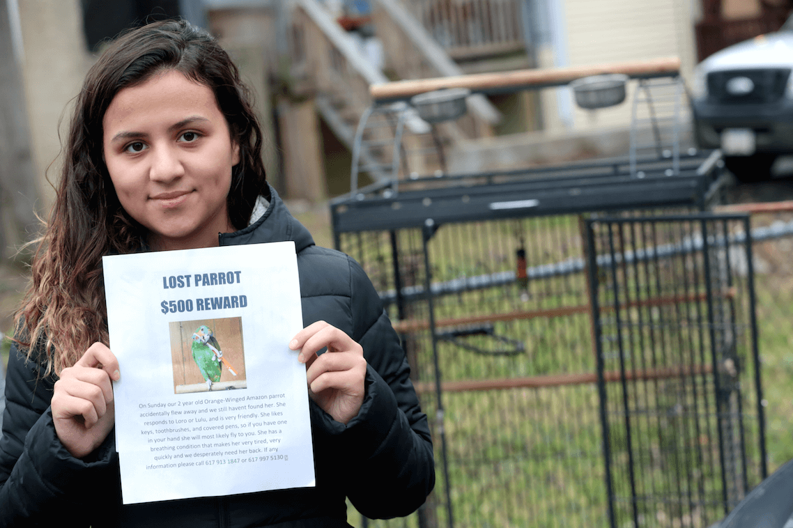 A missing, toothbrush-loving East Boston parrot and a neighborhood search