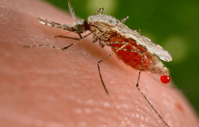 Experts: No need to panic over first case of Zika virus in Massachusetts
