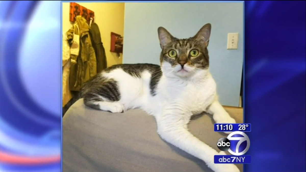 Man who allegedly tortured roommate’s cat allowed to return to Manhattan