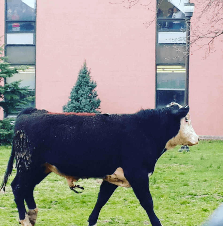 Another cow escapes slaughterhouse, runs loose in Queens: Report