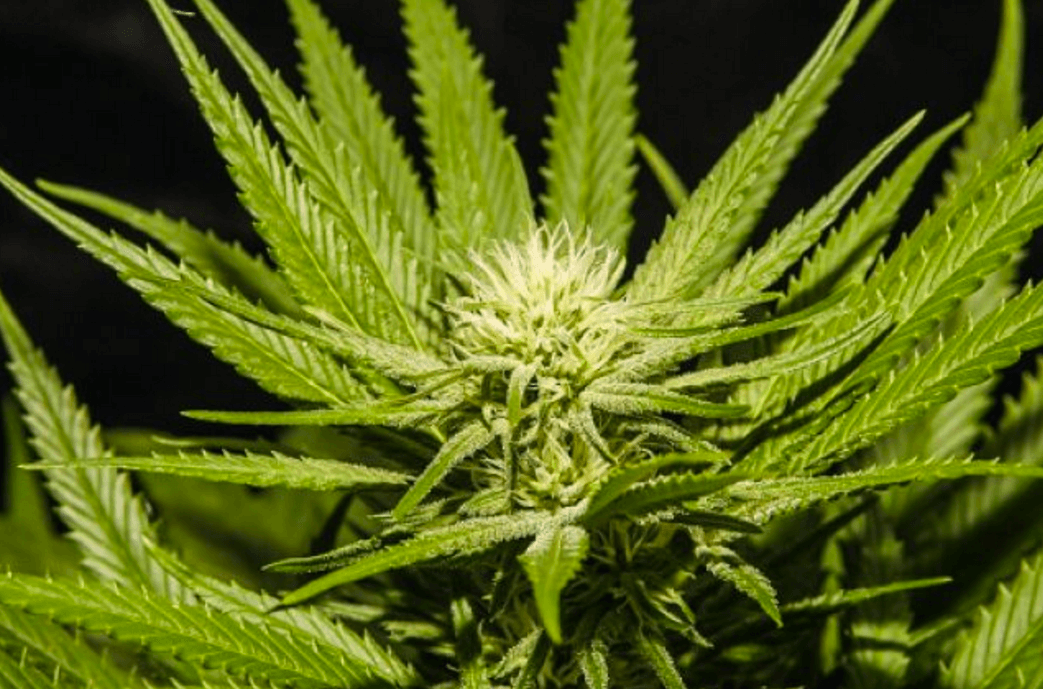 For newly formed anti-legal pot campaign, focus is on kids