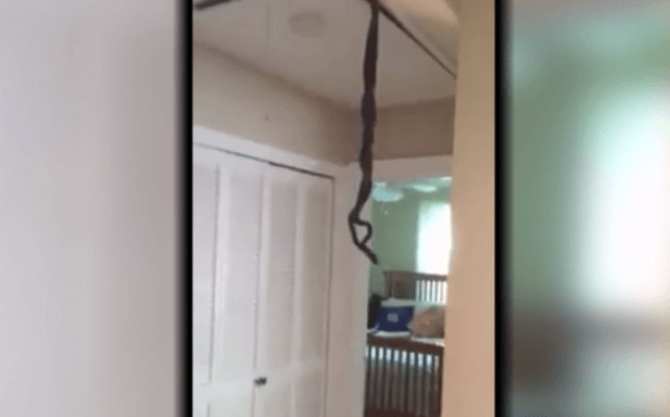 VIDEO: Snakes slither out of ceiling of South Carolina home