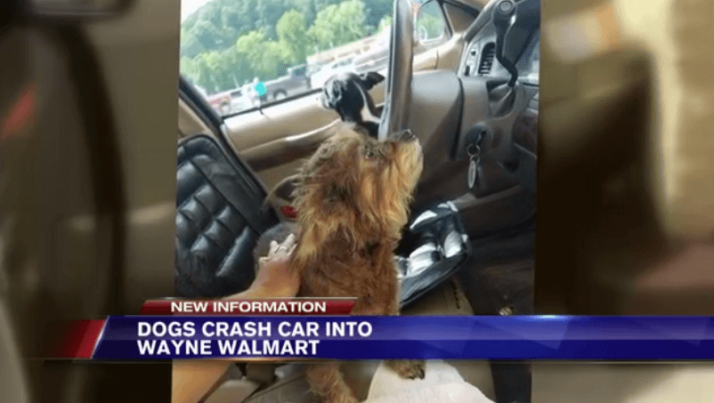 Dogs crash car into Wal-Mart store