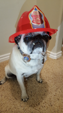 Pug is first pet to receive ‘Hometown Hero Award’ after saving family