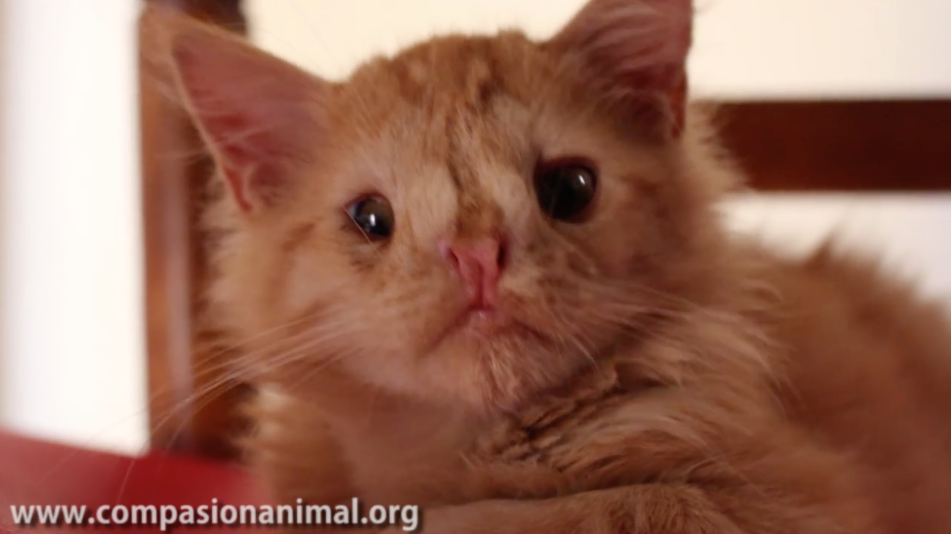 Watch as kitten left for dead for being ‘too ugly’ teaches us about prejudice