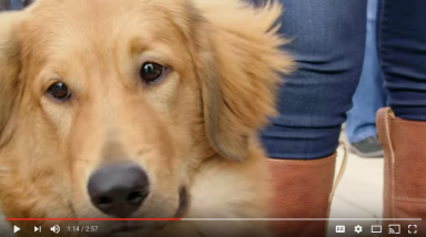 VIDEO: Trump vs. Clinton? Dogs don’t see red or blue