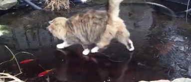 This cat trying to catch fish under ice is the perfect video to end 2016