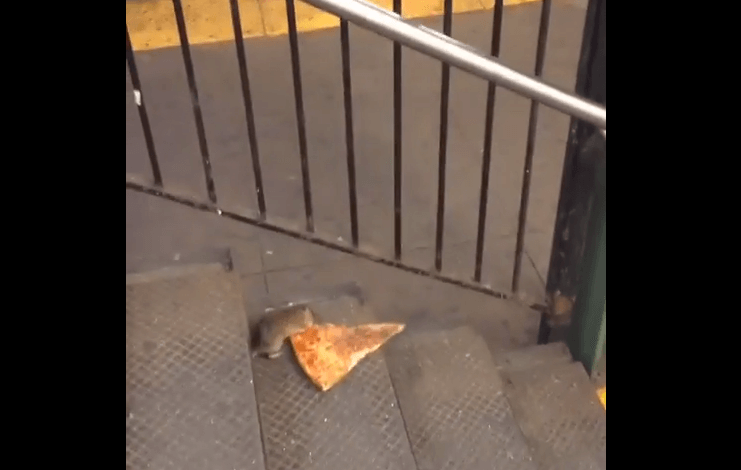 VIDEO: Rat carries pizza slice through NYC subway station
