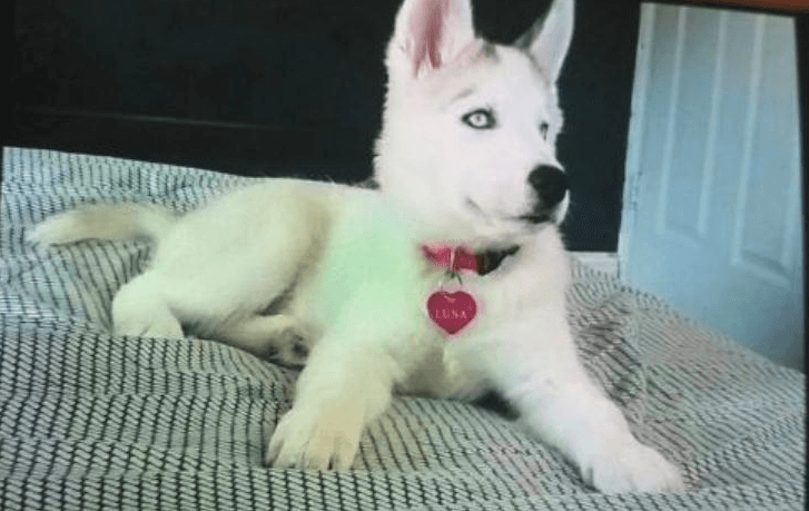 Burglar steals Siberian Husky puppy from the Bronx, police say