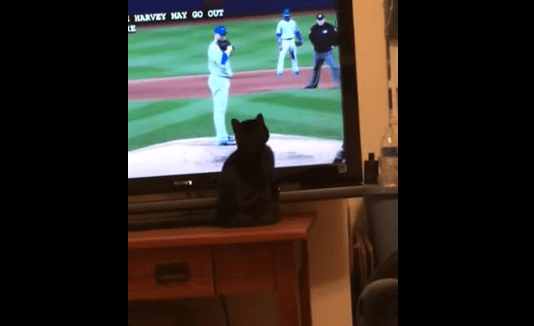 This kitten and other cute pets make the best Mets fans