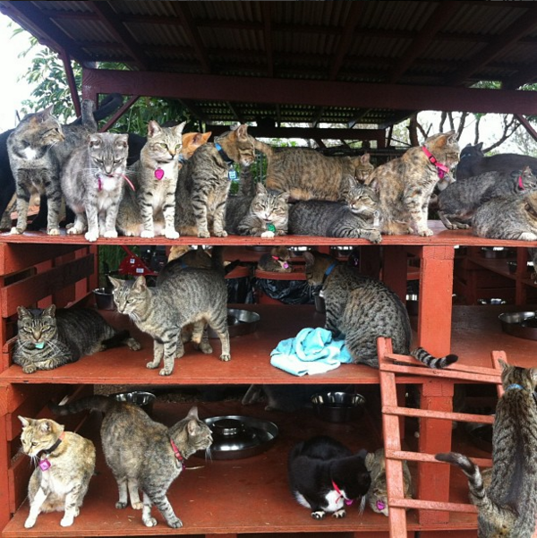 Cuddle hundreds of cats at this Hawaiian cat sanctuary