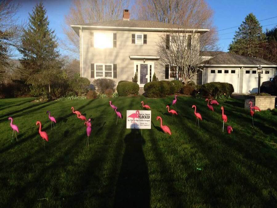 Flock of flamingos stolen from Mass. yard