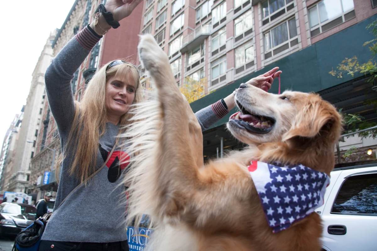 Military dogs honored for first time at 2014 NYC Veteran’s Day Parade