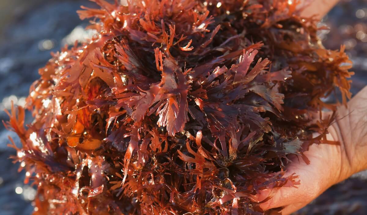 Bacon-flavored seaweed dulse is Portland’s new foodie love