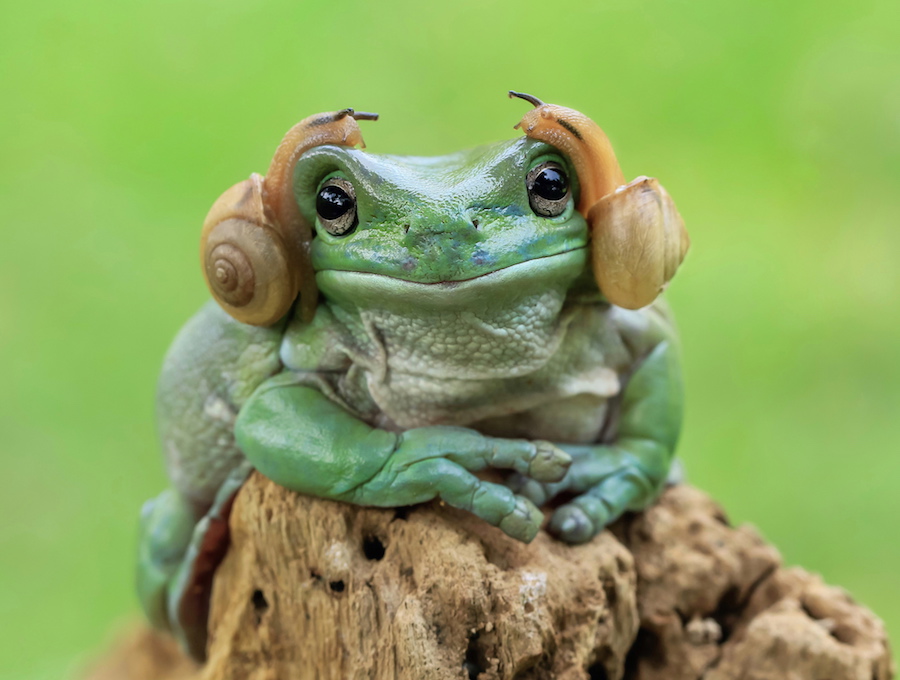 Meet the frog that resembles Princess Leia