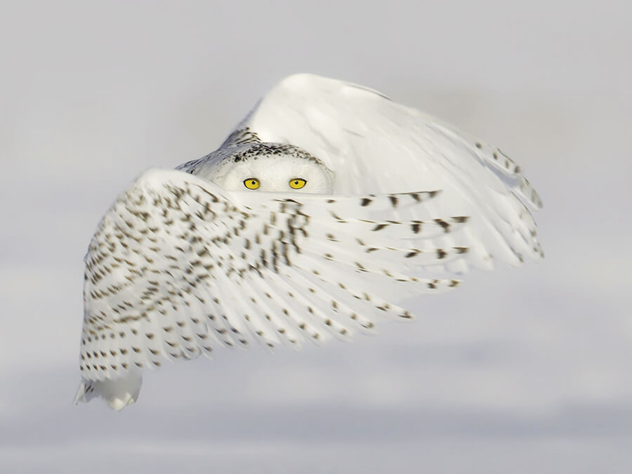 PHOTO: Photographer Rick Dobson captures beauty of snowy owls