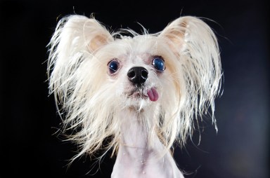 PHOTOS: Hairless dogs captured by Sophie Gamand
