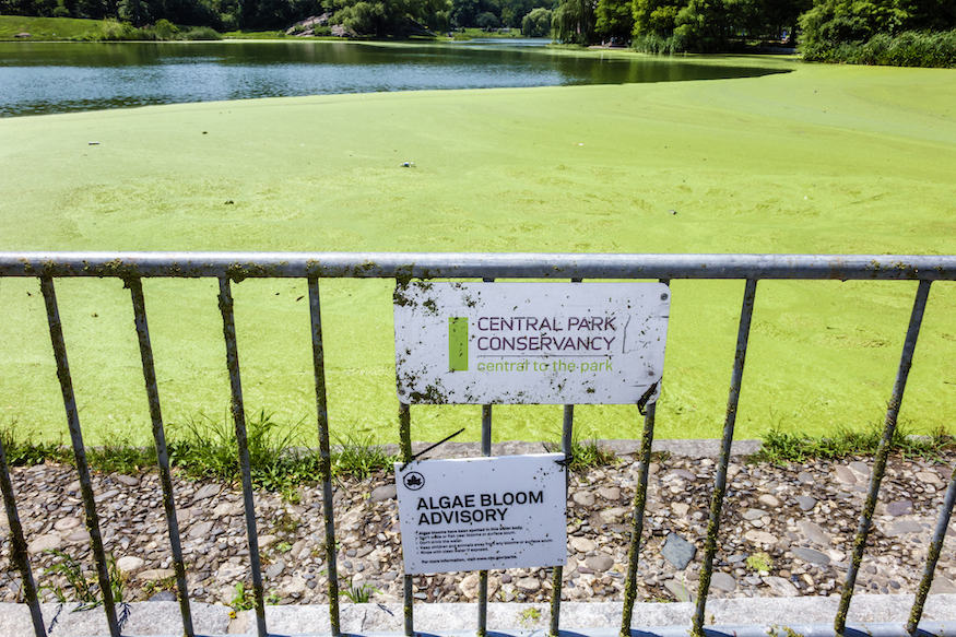 Toxic algae that can kill dogs found in NYC parks