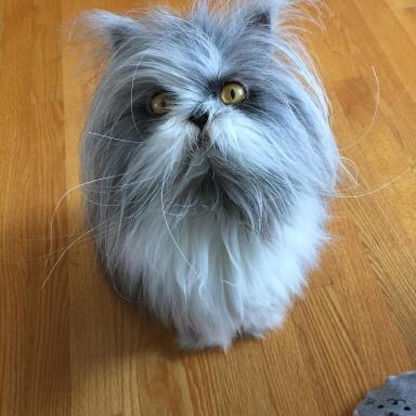 Is this a dog or a cat? Pet sparks internet debate