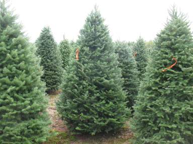 Your guide to picking the perfect Christmas tree