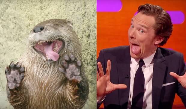 Benedict Cumberbatch dignifies the otter meme, delights Internet