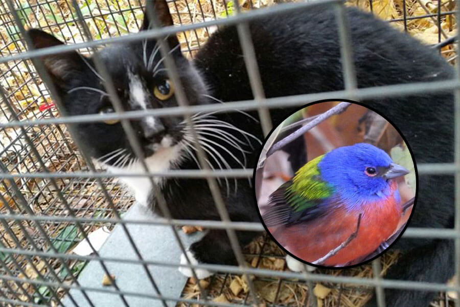 An evil cat tried to eat Brooklyn’s beautiful rare bird