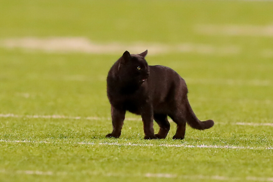 MetLife teams up with rescue group to find game-crashing black cat