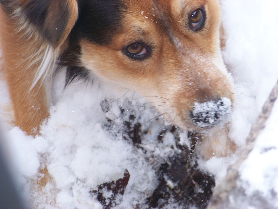 Bolaris’ Weather Watch: week begins with ghostly chill