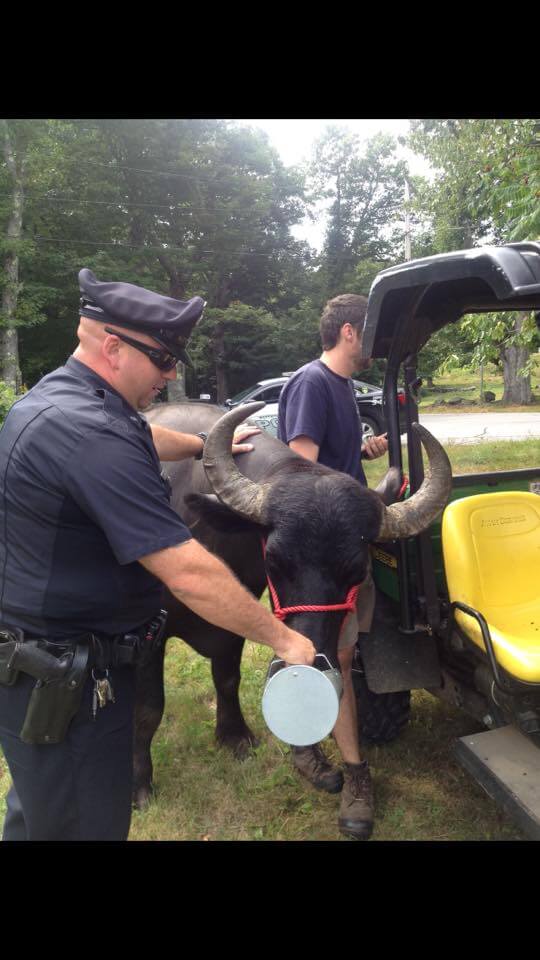Escaped Wachusett water buffalo wrangled in Westminster