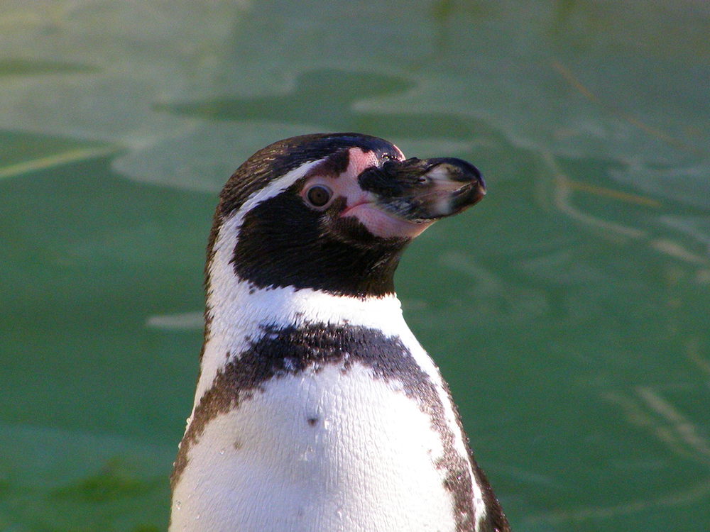 7 penguins inexplicably drown at Canadian zoo