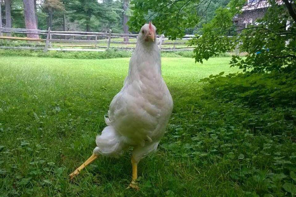 Cecily the Chicken gets a prosthetic leg