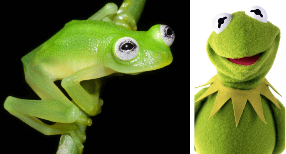 New frog species looks a lot like famous ‘Muppet’